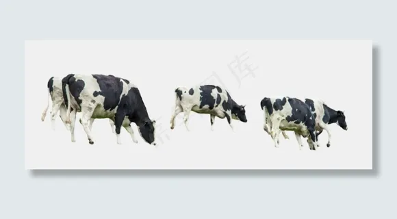 一群吃草的奶牛,免抠元素