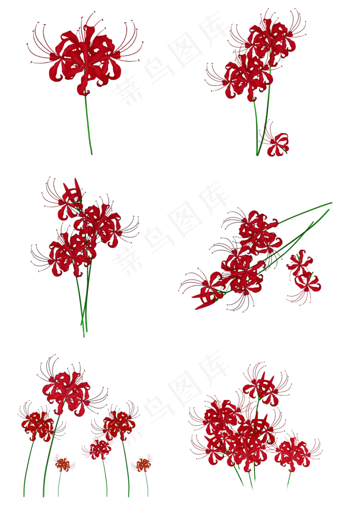 彼岸花合集(2000X3020(DPI:300))psd模版下载