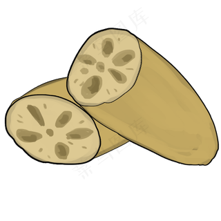 白色河藕黄色健康