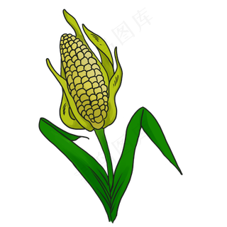 农作物玉米