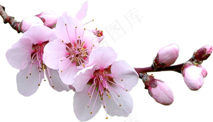 樱花开花植物免扣png