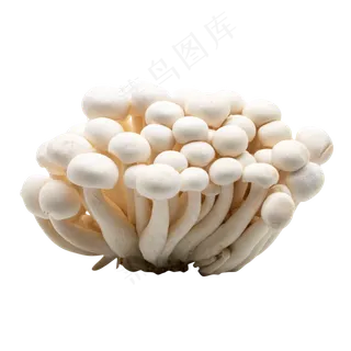 蔬菜美味蘑菇 蔬菜美味蘑菇