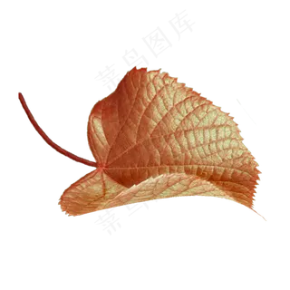 叶子黄色叶子秋天装饰 叶子黄色叶子秋天装饰