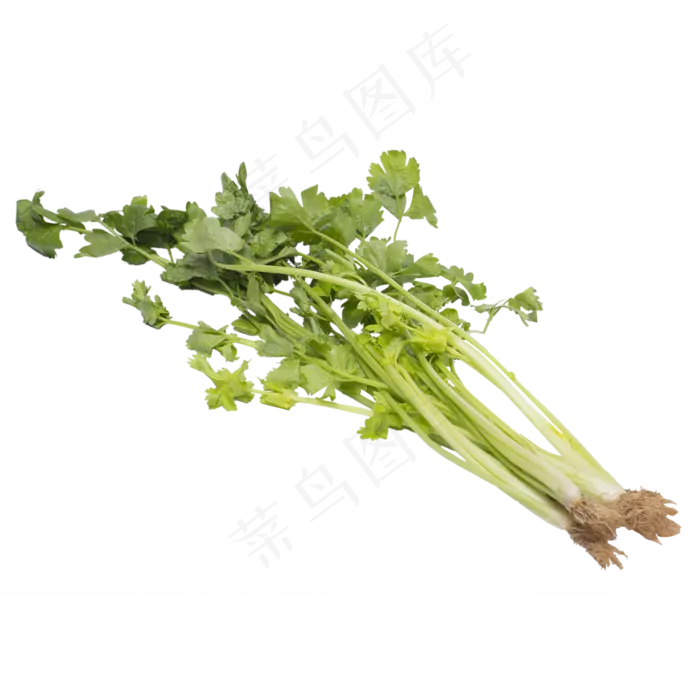 绿色芹菜蔬菜食物实拍(2000*2000px 300 dpi )