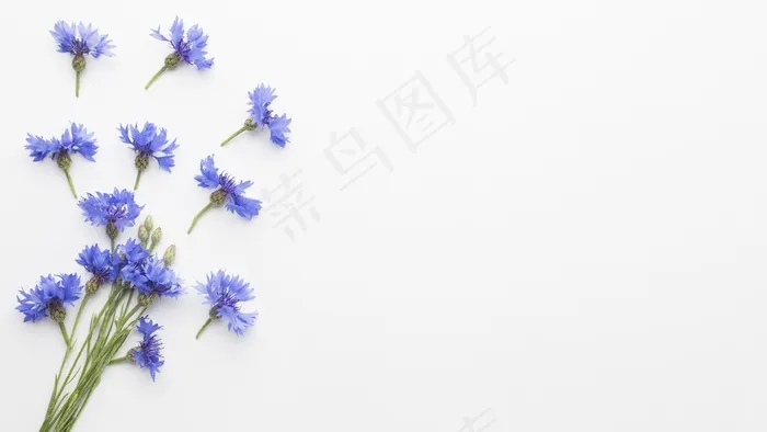 顶视图矢车菊，带复印空间