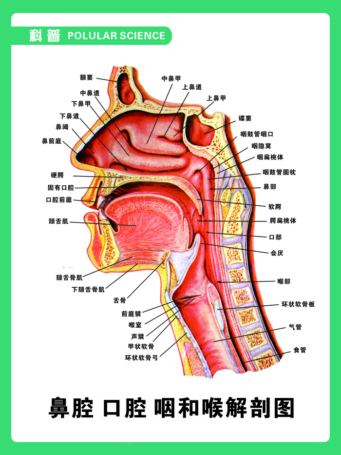 鼻口解剖图