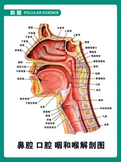 鼻口解剖图