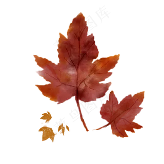 手绘枫叶装饰可商用素材