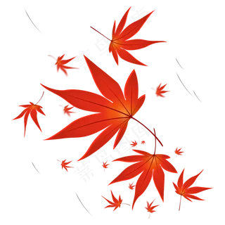 立秋枫树树叶素材
