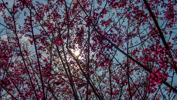 樱花摄影照片 樱花摄影照片