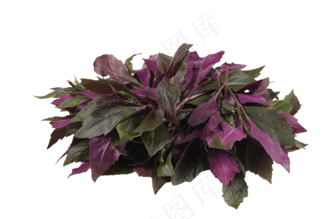 新鲜蔬菜 新鲜蔬菜