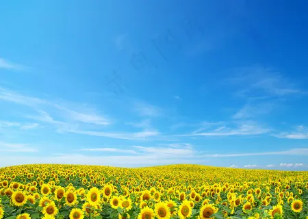 蓝天向日葵盛开的田野 蓝天向日葵盛开的田野