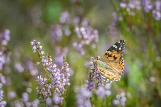 粉红色普通杂色上美丽的橙色蝴蝶
