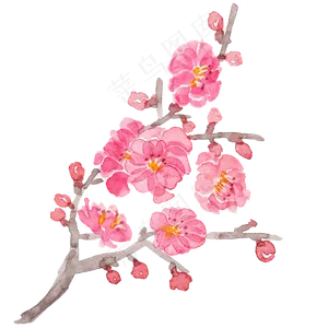 水彩花朵梅花花枝