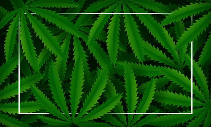 大麻植物绿色背景。矢量图解