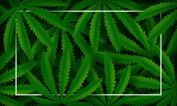 大麻植物绿色背景。矢量图解eps,ai矢量模版下载