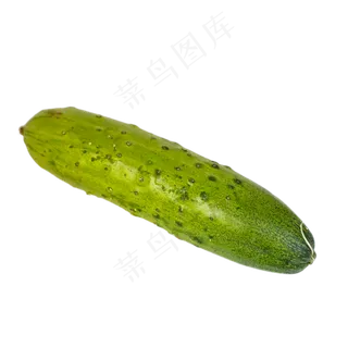 黄瓜蔬菜旱黄瓜摄影实物