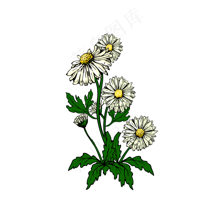 手绘水彩观赏植物小菊花