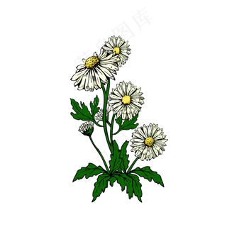 手绘水彩观赏植物小菊花