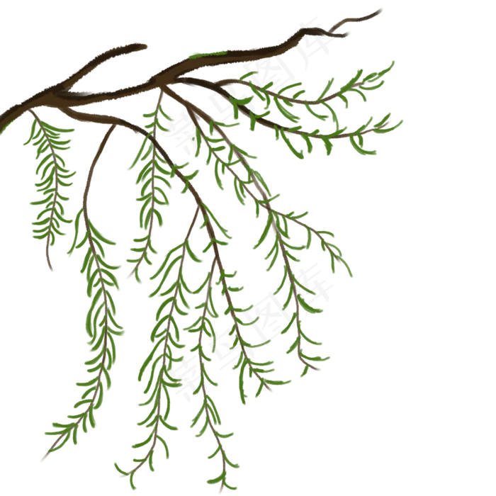 春节柳枝植物手绘素材,免抠元素(2000X2000(DPI:300))psd模版下载