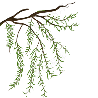 春节柳枝植物手绘素材,免抠元素