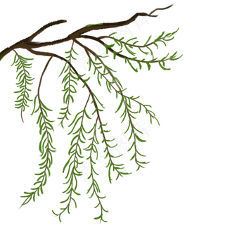 春节柳枝植物手绘素材,免抠元素