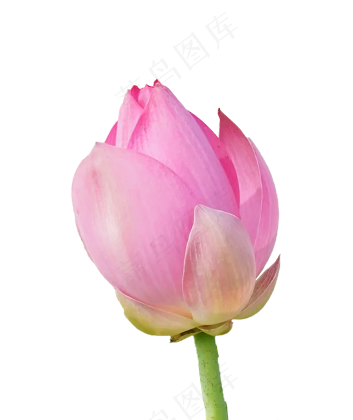 美丽荷花实物(2000X3000(DPI:300))