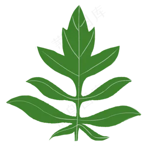 端午节艾叶电商png元素,免抠元素