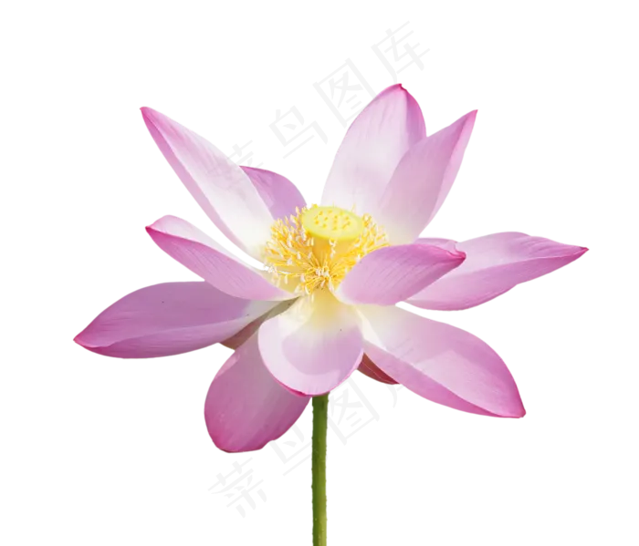 盛开美丽荷花(2339*2000px 300 dpi )