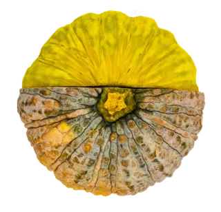 拼着的板栗南瓜