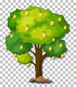 在透明背景上的芒果树