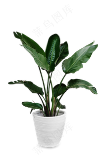 绿色的盆景 绿色的盆景