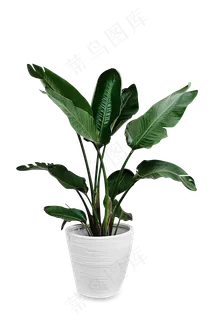 绿色的盆景 绿色的盆景