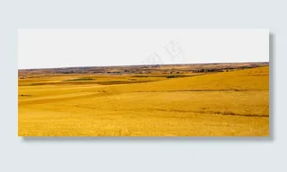 金色麦田