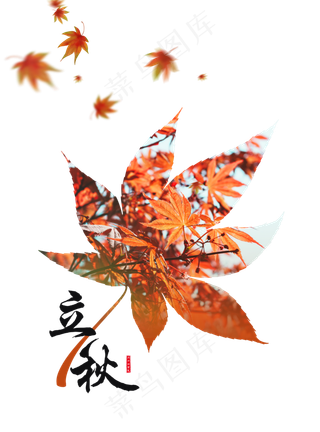 立秋枫叶落叶