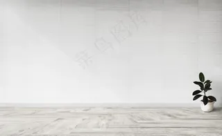 空房间里的橡胶无花果树
