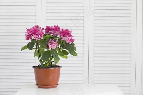 白色百叶窗上花瓶里的绣球花
