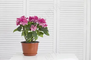 白色百叶窗上花瓶里的绣球花