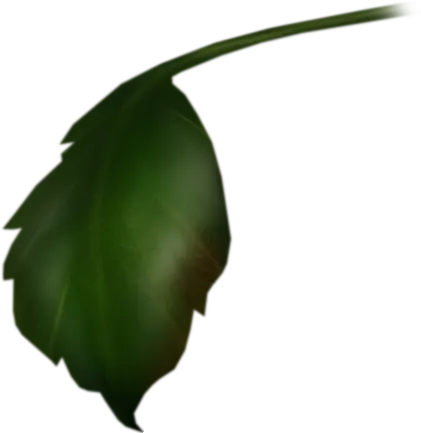 超高清玫瑰花