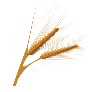 秋收秋天麦穗