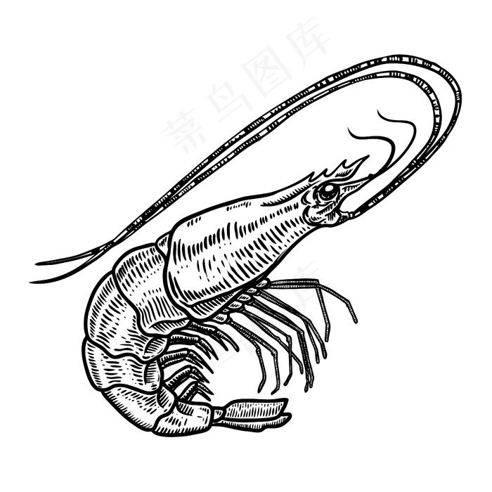 白色背景上的手绘虾插图。海鲜。海报、卡片、菜单、徽章元素。形象eps,ai矢量模版下载
