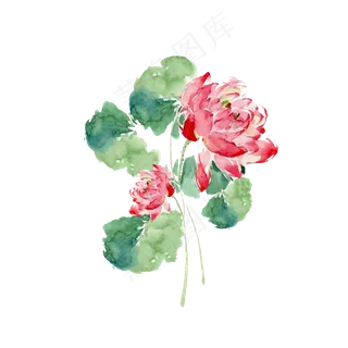 手绘荷花矢量元素