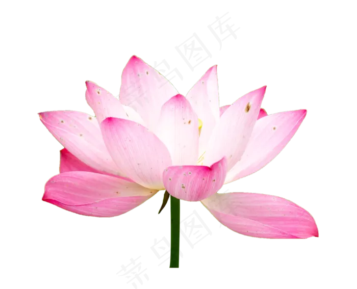 粉色盛开荷花(2000X2000(DPI:300))