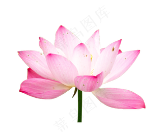粉色盛开荷花