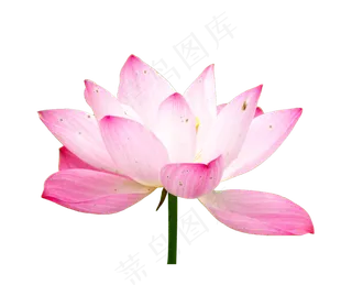 粉色盛开荷花