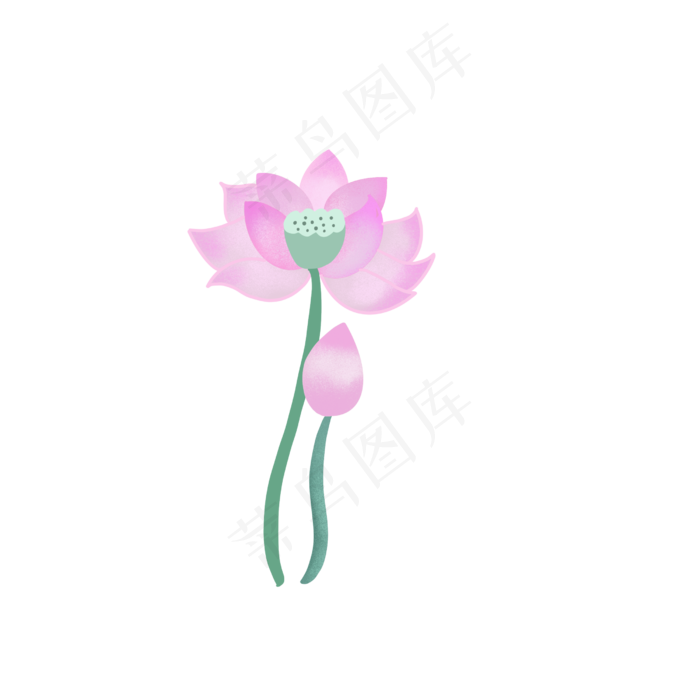 夏天手绘粉色荷花花苞扁平风
