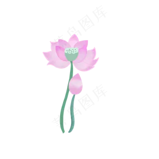 夏天手绘粉色荷花花苞扁平风