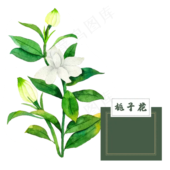 花类中草药水彩夏日栀子花(2500X2500(DPI:300))psd模版下载