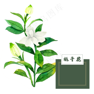 花类中草药水彩夏日栀子花