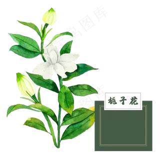 花类中草药水彩夏日栀子花